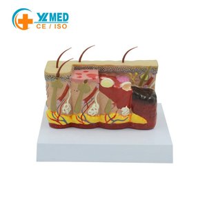 Modèle stéréoscopique 3D de la peau brûlée, modèle médical de la structure de la peau humaine, modèle d'enseignement des blessures, comparaison des brûlures pour l'éducation médicale CE/ISO - Product Image 1