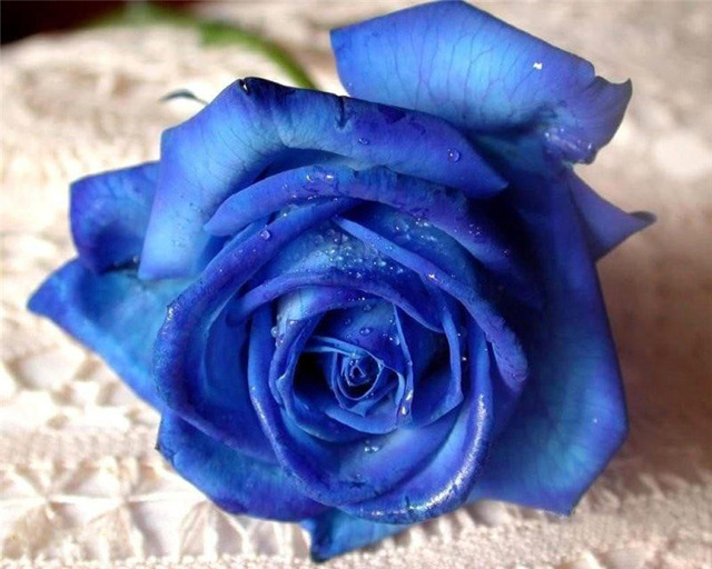 6704 blue rose