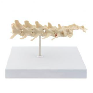 Высококачественная модель коленного сустава собаки | Анатомический ветеринарный образовательный инструмент с трехмерной структурой связок и костей - Product Image 6