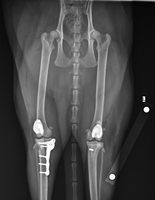 Conjunto de Instrumentos Quirúrgicos Veterinarios para Rodilla, Sistema PGR de Reemplazo de Ranhura Troquelar Rotuliana, Implante Ortopédico de Titanio