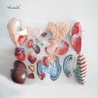 Modelo Anatómico para Estudiantes de Ciencias Médicas, Modelo de Anatomía del Torso del Cuerpo Humano de 85 cm, Modelo de Torso Sin Sexo de 20 Partes