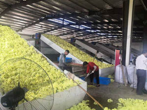 Essiccatore a nastro a rete continua per attrezzature per l'essiccazione di polline di pino - Product Image 6