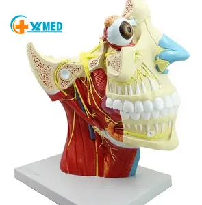 Human Cranial and Nerves Anatomical Model Brain Nerve Model Cranial Nervous System Anatomy Model Enlarged Nasal Vascular Muscle