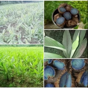 Cúrcuma Negra Fresca Más Vendida con 100% de Pureza, Cultivada Naturalmente, Usos Múltiples, Cúrcuma Negra en Venta - Product Image 4