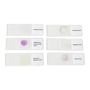 6 Kinds Microscope <strong>Botany</strong> Bacteria Slide <strong>Laboratory</strong> Teaching Bacterial Research - Product Image 2