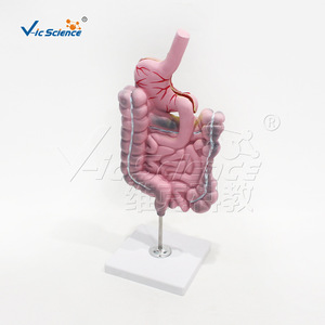 Modèle de pathologie du système digestif humain avec une structure anatomique claire ; un modèle pédagogique pratique pour les écoles de médecine. - Product Image 2