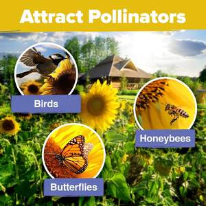 Kit de truies de fleurs de tournesol cultivées en maison Variétés de paquets de jardin comprenant une beauté naine sauvage <span class=keywords><strong>d</strong></span>'<span class=keywords><strong>automne</strong></span> Sunspot Flower Growing - Product Image 4