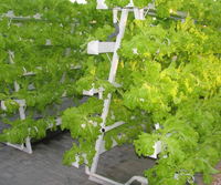 Culture hors-sol en gouttière pour légumes-feuilles et culture de fraises