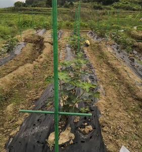 Tubes en fibre de verre de profil FRP d'isolation de Pultrusion anti-corrosion de haute résistance pour le service de traitement de coupe personnalisé de serre - Product Image 5