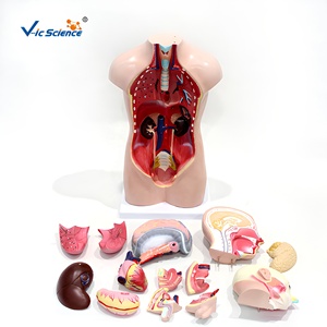 แบบจำลองลำตัวมนุษย์ขนาดครึ่งตัว <span class=keywords><strong>13</strong></span> ชิ้นส่วน ทำจาก PVC ขนาด 42 ซม. สำหรับการเรียนการสอนทางการแพทย์ ได้รับมาตรฐาน CE ISO ROHS CNAS - Product Image 4