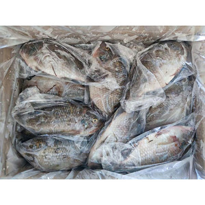 Exportador de Pescado de China, <span class=keywords><strong>Tilapia</strong></span> Congelada Entera Redonda de Todos los Tamaños, 200-800g, 800g o Más - Product Image 4