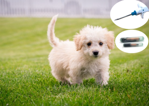 Em4305 cấy ghép RFID 1.25x7 1.4x8 2.12x12 mét glasstag microchips Dog <span class=keywords><strong>Micro</strong></span> <span class=keywords><strong>Chip</strong></span> động vật ID Pet Microchip cho động vật - Product Image 6