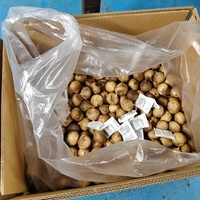 Ail noir fermenté en bulbes 150g 250g Alho Negro Bawang Hitam Sans additifs Exportation vers le Brésil et l'Indonésie