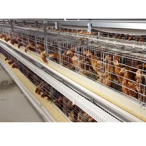 Ferme avicole automatique couche 9 niveau 6 niveaux Cages d'élevage de poulets en Inde