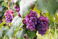 Seizoensgebonden fruit, verse hele dozen met verse druiven en ander fruit, groene en rode druiven, groothandelsvoorraad