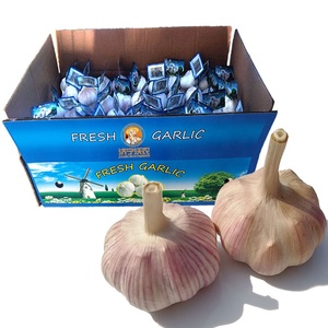 Ajo Blanco Puro 4.5cm-6.0cm 10kg Caja 2026 Ajo Fresco - Product Image 6