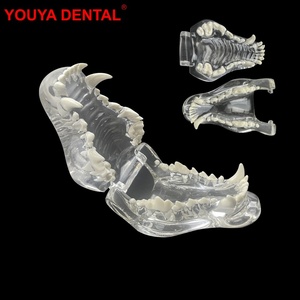 Modèle anatomique dentaire canin pour chiens MX-041 en résine transparente – Éducation et démonstration vétérinaire pour l'enseignement dentaire des animaux de compagnie - Product Image 2