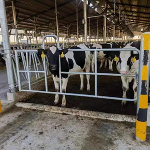 Barreras de Puerta Galvanizadas por Inmersión en Caliente Personalizadas con Tamaño Flexible, Puerta de Barrera para Soluciones a Medida en Granjas Ganaderas - Product Image 4