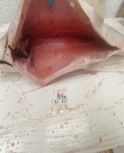 <span class=keywords><strong>Salmone</strong></span> dell'Atlantico Congelato HG - Product Image 4