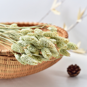 Decoración Boho, Joyería Natural, Flores Secas y Plantas, Hierba de Gemas, <span class=keywords><strong>Phalaris</strong></span>, para Regalo del Día de la Madre, Ramo de Flores - Product Image 4