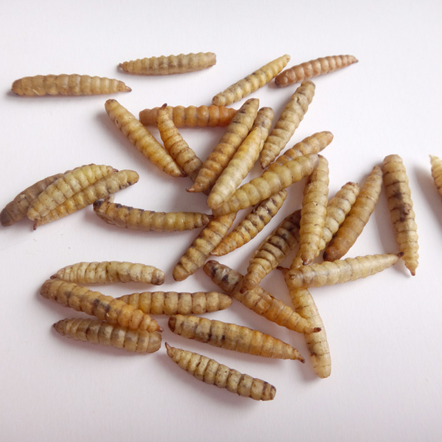 100% Natural Additive-Free High Protein Dried Chitosan Black Soldier Fly Larvae Dry Food for Sale