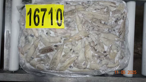 حبار كاليفورنيا المجمد - Product Image 6