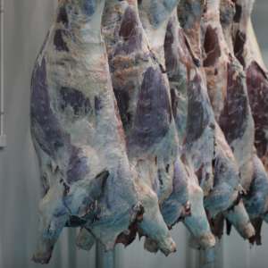 صندوق تقييد دوار لذبح الماشية، هيكل فولاذي لخط ذبح الخنازير والأغنام، ماركة HONYO، 220 فولت - Product Image 1