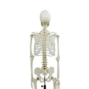 Levensgrote Anatomisch Pvc Menselijk Skelet Model Medische Met Metalen Standaard