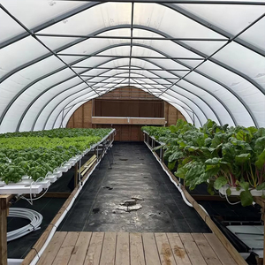 <span class=keywords><strong>Serre</strong></span> tunnel simple en film PE pour la culture de tomates avec structure en tubes d'acier, largeur personnalisable, couverture plastique agricole - Product Image 6
