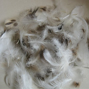 eiderdown feathers for sale