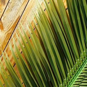 decoraciones de plástico verde de los árboles de <span class=keywords><strong>coco</strong></span> fecha hojas de palma Artificial Palma árbol hojas - Product Image 6