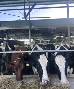 Ventilatore Industriale HVLS per Allevamento di Animali, Pollame, Mucche, Maiali e Pecore - Product Image 2