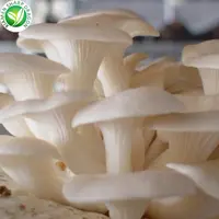 IQF Wholesale 1kg price raw frozen fresh oyster mushroom for buyers