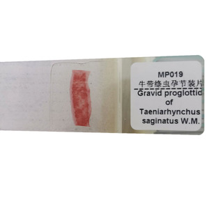 1 mảnh Taenia saginata mang thai proglottid W. M parasitology chuẩn bị Slide Nhà cung cấp - Product Image 1