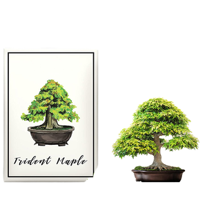 Mini kit <span class=keywords><strong>de</strong></span> culture biodégradable Ensemble d'arbres originaux pour la maison et le jardin Pépinière Feuille d'érable <span class=keywords><strong>Orme</strong></span> Genévrier Topaze-pour cultiver la vôtre! - Product Image 1