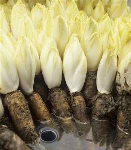 バルクチコリ根エキス甘味料90% Synanthrinエキス純粋な水溶性有機イヌリン粉末 - Product Image 2