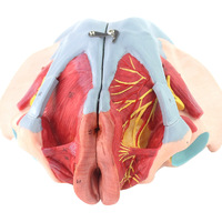 Modèle d'anatomie du bassin féminin avec les muscles du plancher pelvien, 4 composants