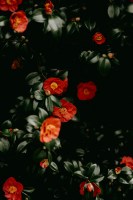 TW Camellia Flower Liquid PDRN 10ppm, matière première cosmétique dérivée de plantes, extrait de polynucléotide Japonica, régénération cutanée