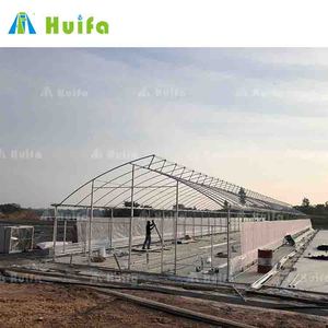 Serres agricoles latérales 8x30m de grande taille pour tomates, avec structure en acier galvanisé à chaud, film plastique PE, irrigation et panneaux solaires - Product Image 4