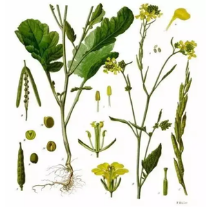 Poudre de <span class=keywords><strong>moutarde</strong></span> Brassica Juncea de qualité alimentaire standard GMP de haute qualité dans des fûts emballés sous vide - Product Image 2