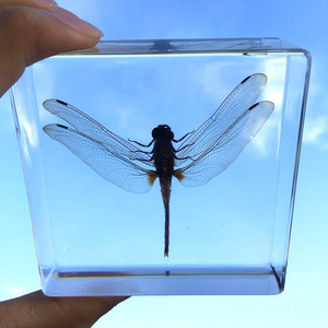 Sinh Học Khoa Học Bugs Mẫu Vật Côn Trùng Thực Trọng Lượng Giấy - Product Image 2