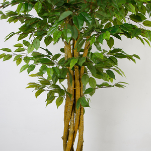 200เซนติเมตรที่งดงาม <span class=keywords><strong>Ficus</strong></span> ต้นไม้พลาสติกนายอำเภอทางเลือกสำหรับตกแต่งบ้าน - Product Image 5