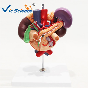 Modèle du rein, de l'aorte abdominale, du pancréas, de la rate et du duodénum ; outil pédagogique pour l'enseignement de l'anatomie digestive et urinaire. - Product Image 3
