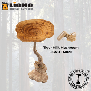 เห็ดนมเสือ LiGNO TM02 เกรดอาหารเพื่อสุขภาพ ได้รับการรับรองฮาลาลและโคเชอร์ รับผลิตแบบ OEM ODM สารสกัดผงเข้มข้น วัตถุดิบสำหรับการผลิต - Product Image 1