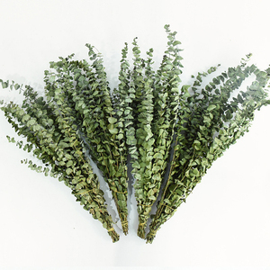 All'ingrosso fiori e piante secchi foglie di mela naturale conservato di eucalipto argento dollaro essiccato foglie di eucalipto - Product Image 2
