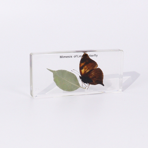 Venta al por mayor de especímenes de resina de taxidermia de mariposas con imitación de hojas de animales reales, equipo didáctico para escuelas secundarias - Product Image 5
