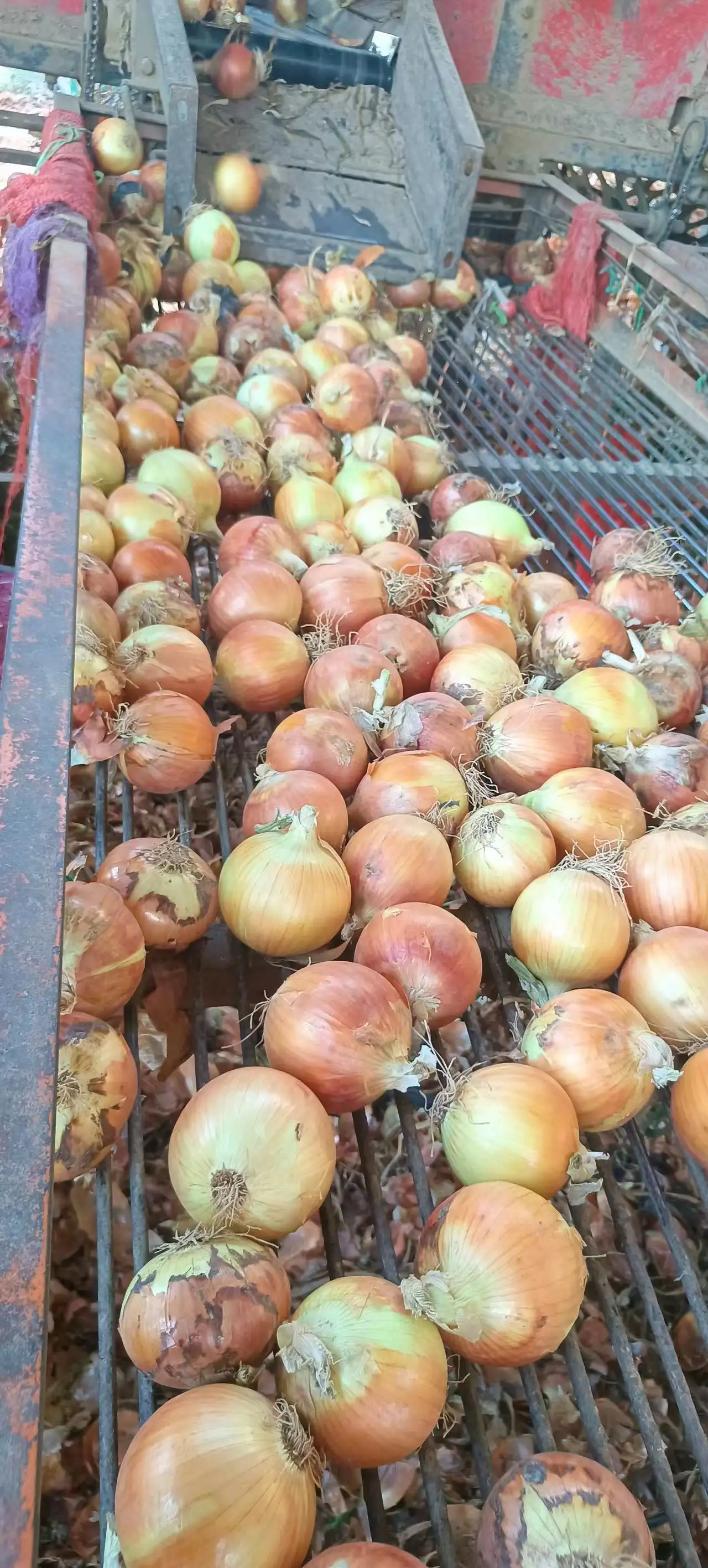 New crop Chinese fresh yellow onion and red onion packing 10 kg market price