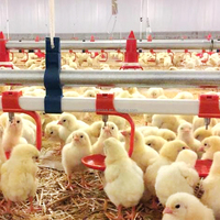 Abreuvoir automatique pour lapins YYC, en acier inoxydable, abreuvoirs automatiques pour volailles, abreuvoirs à tétine pour poulets