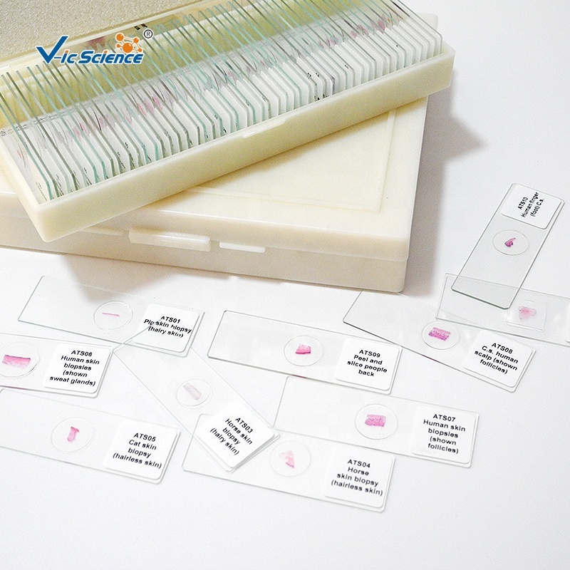 biological prepared microscope slides school students