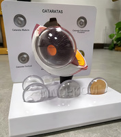 Modelo de Ojo Anatómico Premium de PVC, 3 Partes, 3D, con Cataratas, para Enseñanza, Diseño Desmontable de 3 Partes